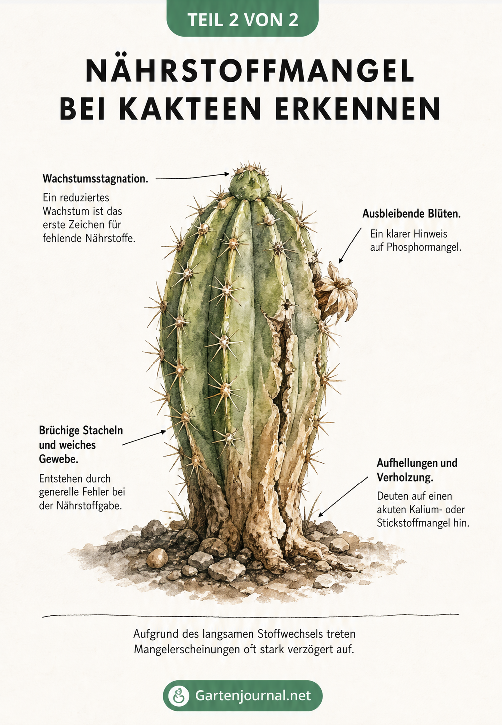 Anatomische Skizze eines kränklichen Kaktus, die Symptome für Nährstoffmangel wie Wachstumsstagnation und brüchige Stacheln zeigt