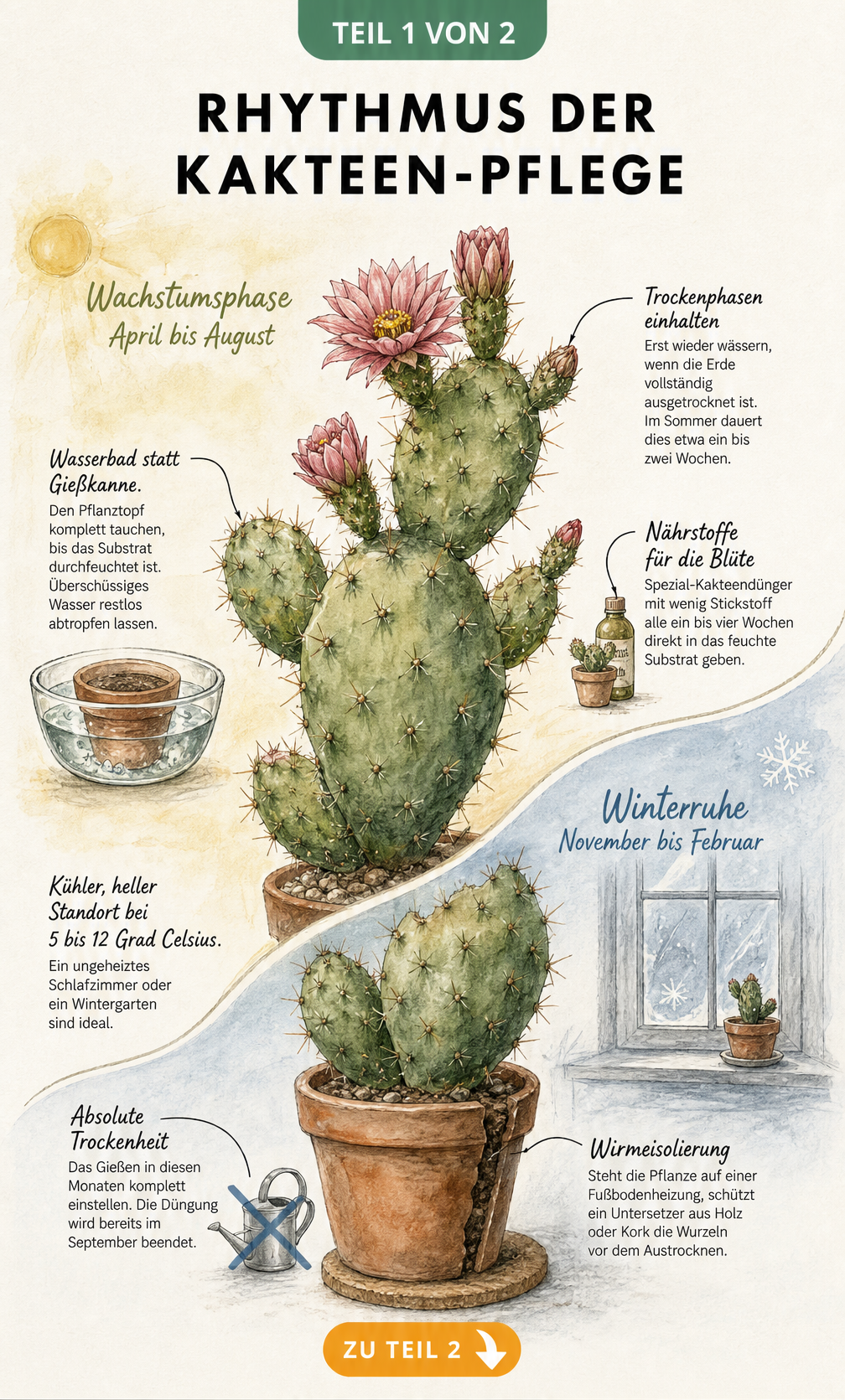 Illustration des Pflege-Rhythmus von Kakteen im Sommer und Winter