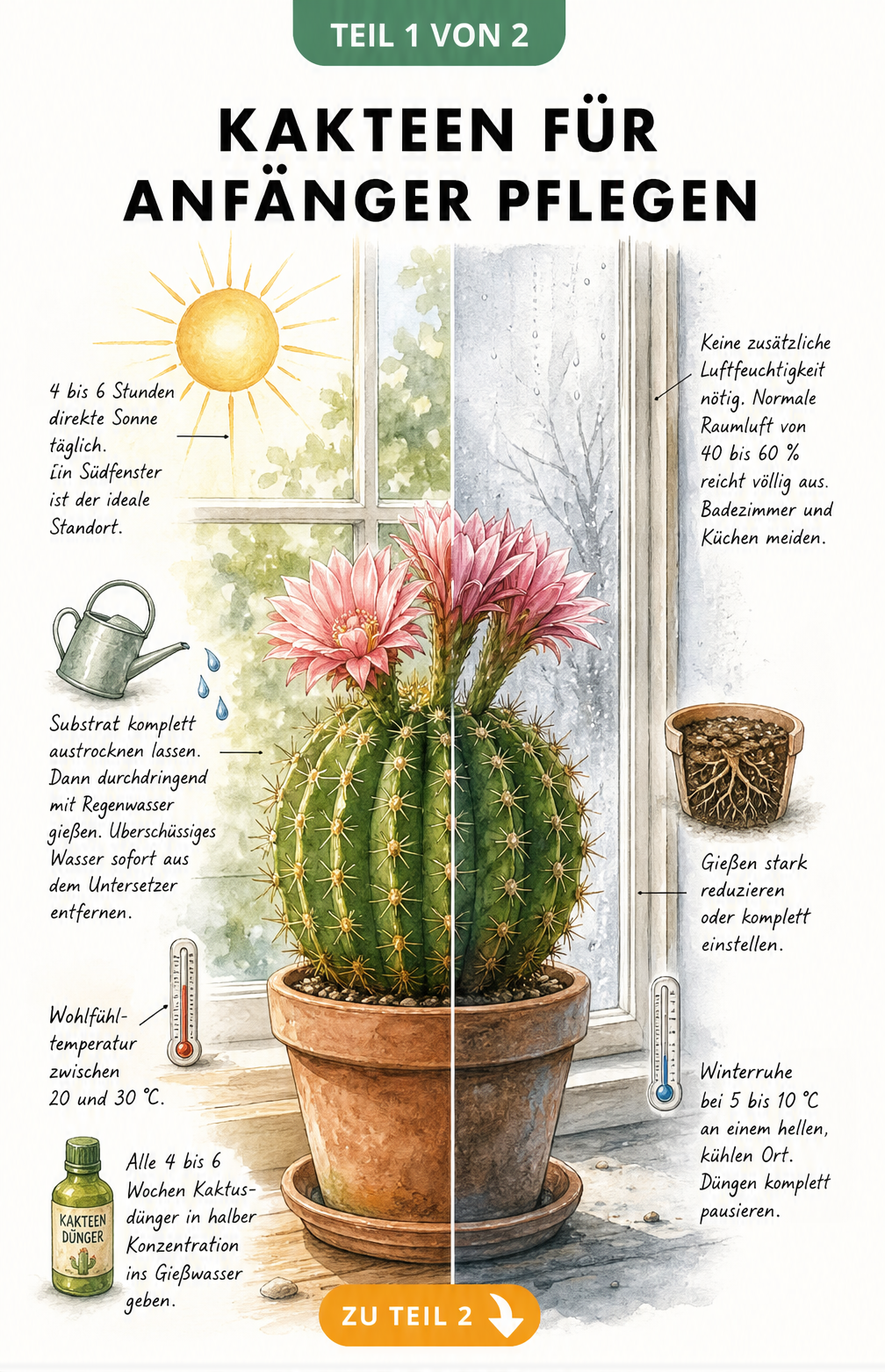 Illustration eines Kaktus am Fenster, die Pflegeunterschiede zwischen Sommer und Winter zeigt