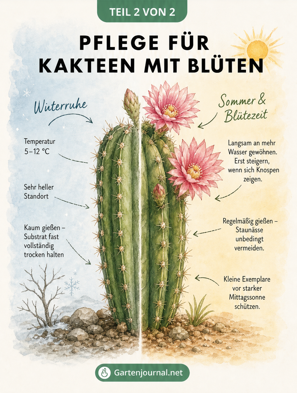 Illustration eines Säulenkaktus, der die Pflegeunterschiede zwischen Winterruhe und Sommerblüte zeigt