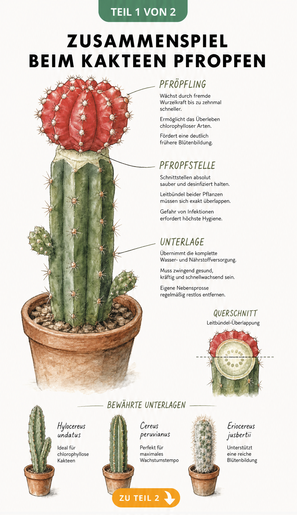 Botanische Illustration eines gepfropften Kaktus mit Erklärungen zu Pfröpfling, Pfropfstelle und Unterlage sowie drei bewährten Unterlagen-Arten.
