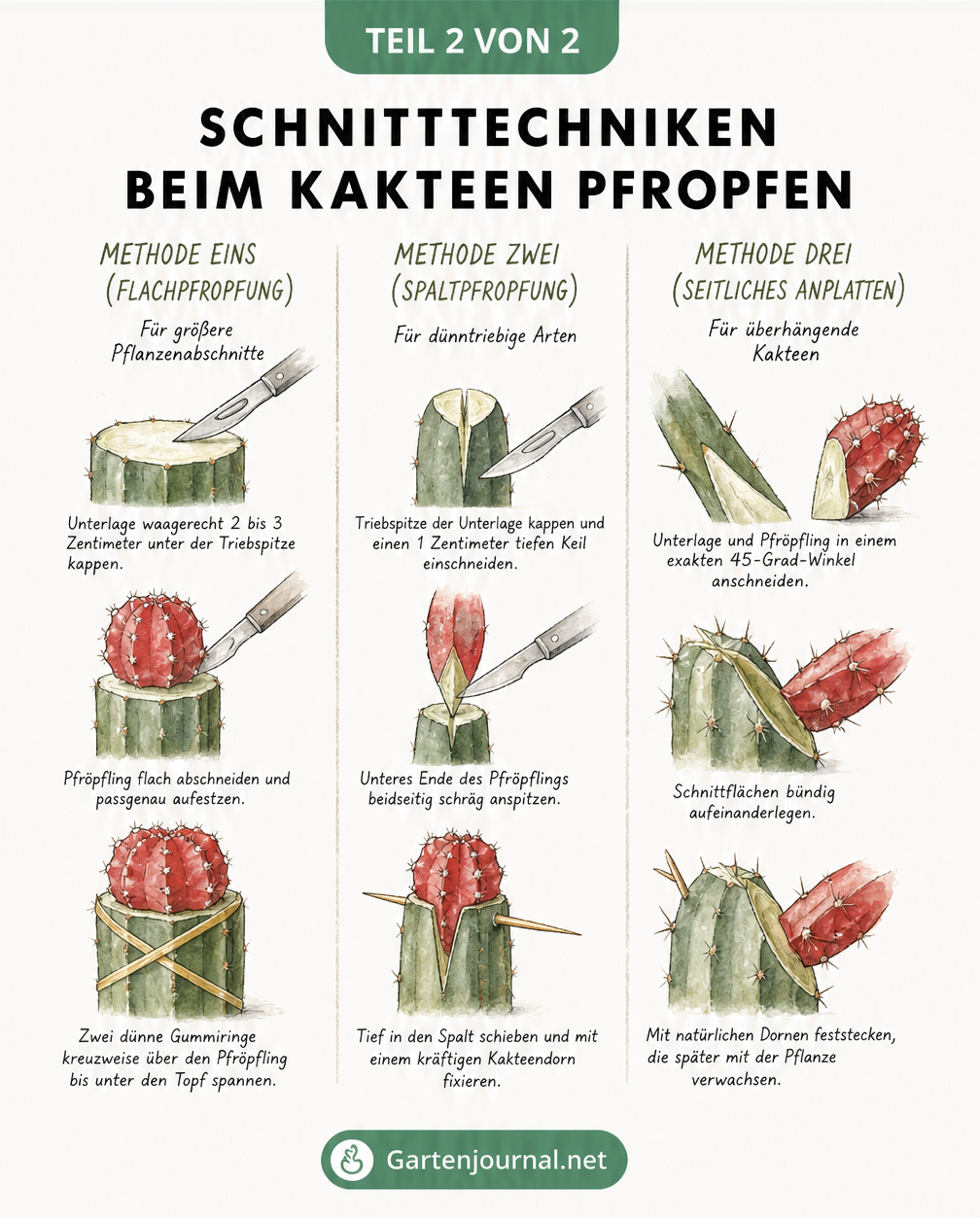 Skizzen von drei Schnitttechniken beim Kakteen pfropfen: Flachpfropfung, Spaltpfropfung und seitliches Anplatten mit Werkzeugen und Fixierung.