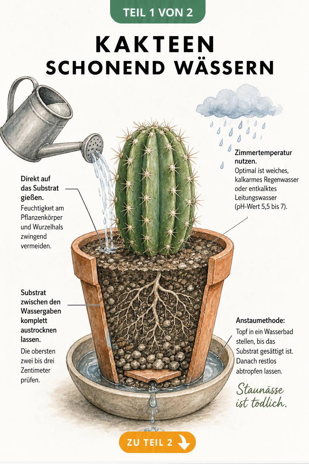 Botanische Illustration eines Kaktus im Querschnitt, die das Gießen von oben und die Anstaumethode von unten zeigt.