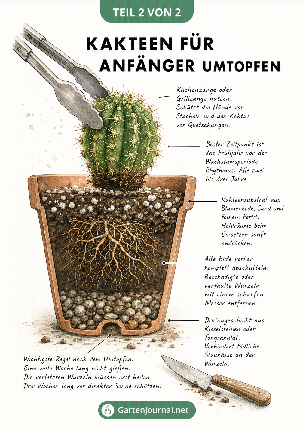 Querschnitt eines Tontopfs mit Kaktus, der die Erdschichten und das Umtopfen mit einer Küchenzange zeigt