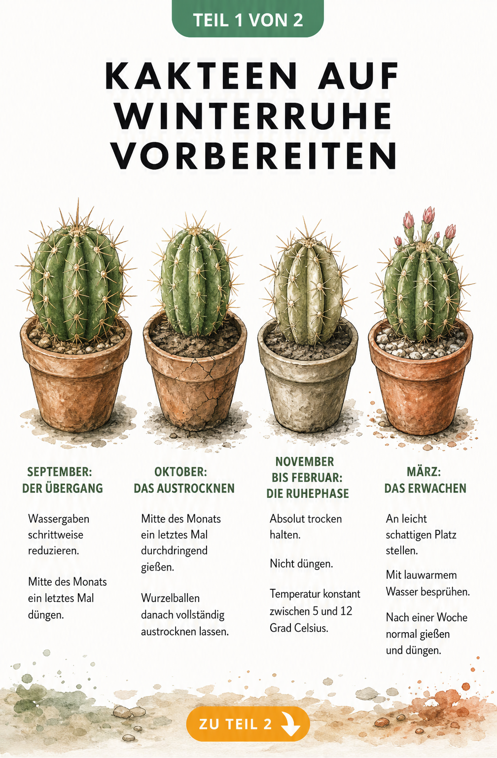 Botanische Illustration eines Kaktus in vier Entwicklungsstadien zur Vorbereitung auf die Winterruhe