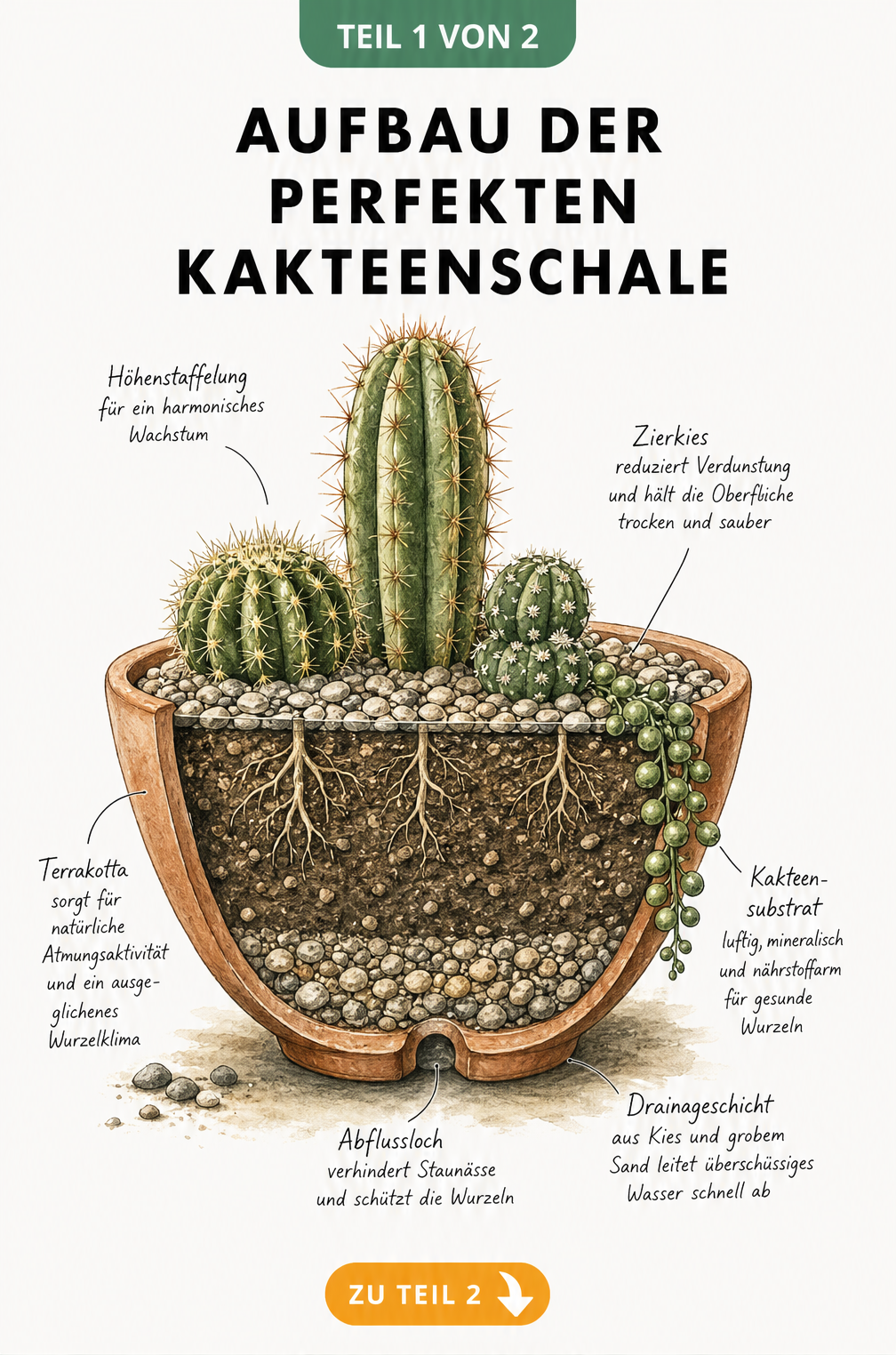 Querschnitt einer bepflanzten Kakteenschale mit Schichtaufbau aus Kies, Sand und Erde