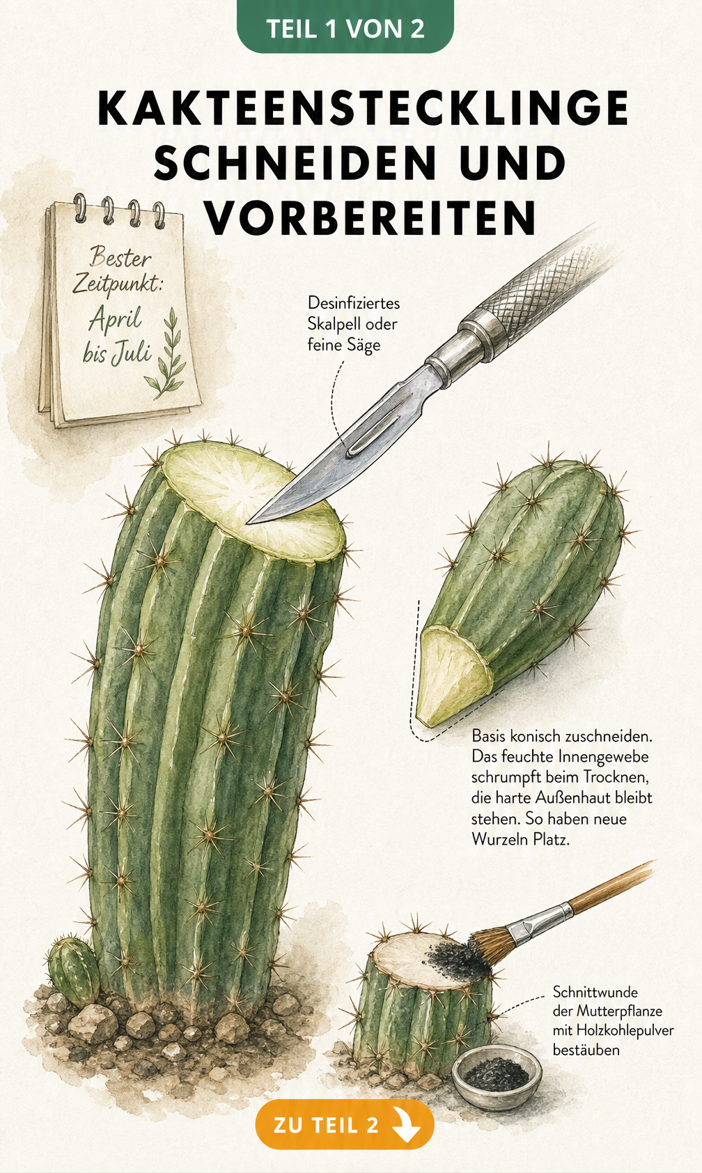 Illustration eines Säulenkaktus im Anschnitt, bei dem ein Steckling mit einem Skalpell abgetrennt wird. Detailzeichnung zeigt den konischen Zuschnitt der Basis.
