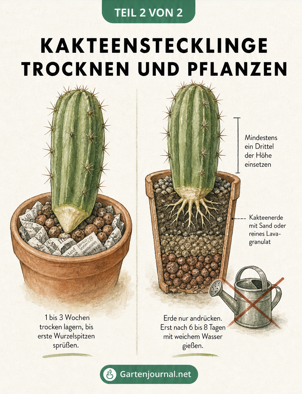 Illustration eines Kaktusstecklings, der zum Trocknen in einem Topf mit Zeitungspapier steht, und eines bewurzelten Stecklings in Kakteenerde.