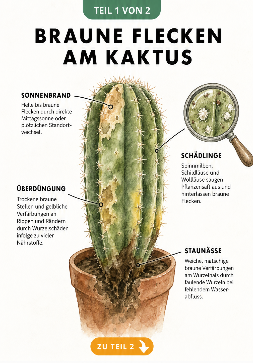 Botanische Illustration eines Säulenkaktus mit braunen Flecken durch Staunässe, Überdüngung, Sonnenbrand und Schädlinge.