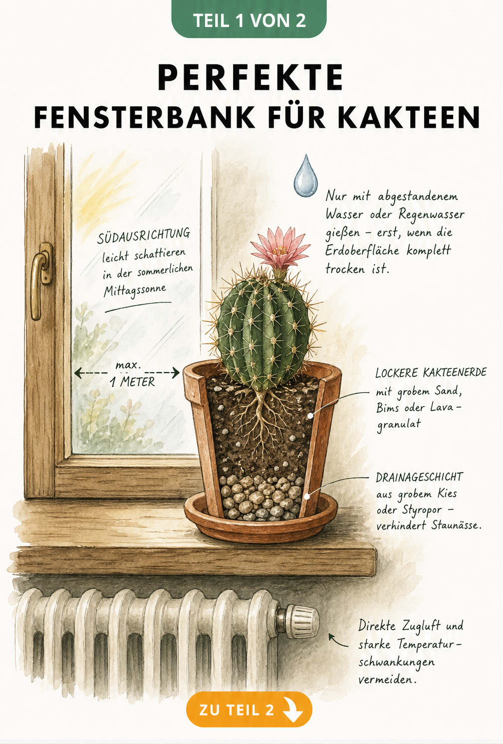 Querschnitt eines Kaktus im Terrakottatopf auf einer Fensterbank mit Hinweisen zu Standort, Substrat und Gießen