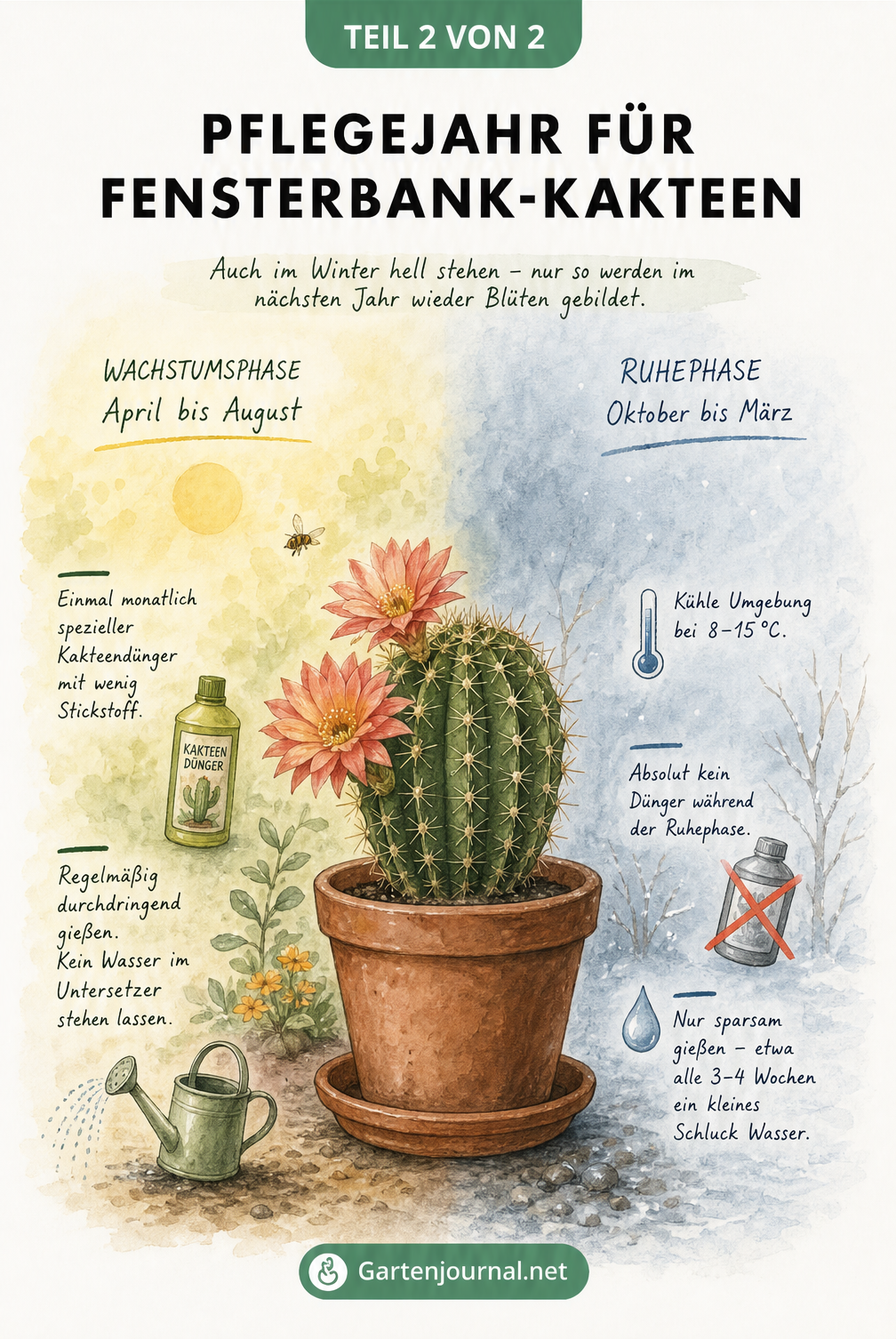 Zweigeteilte Illustration eines Kaktus, die die Pflege in der Wachstumsphase im Sommer und der Ruhephase im Winter vergleicht