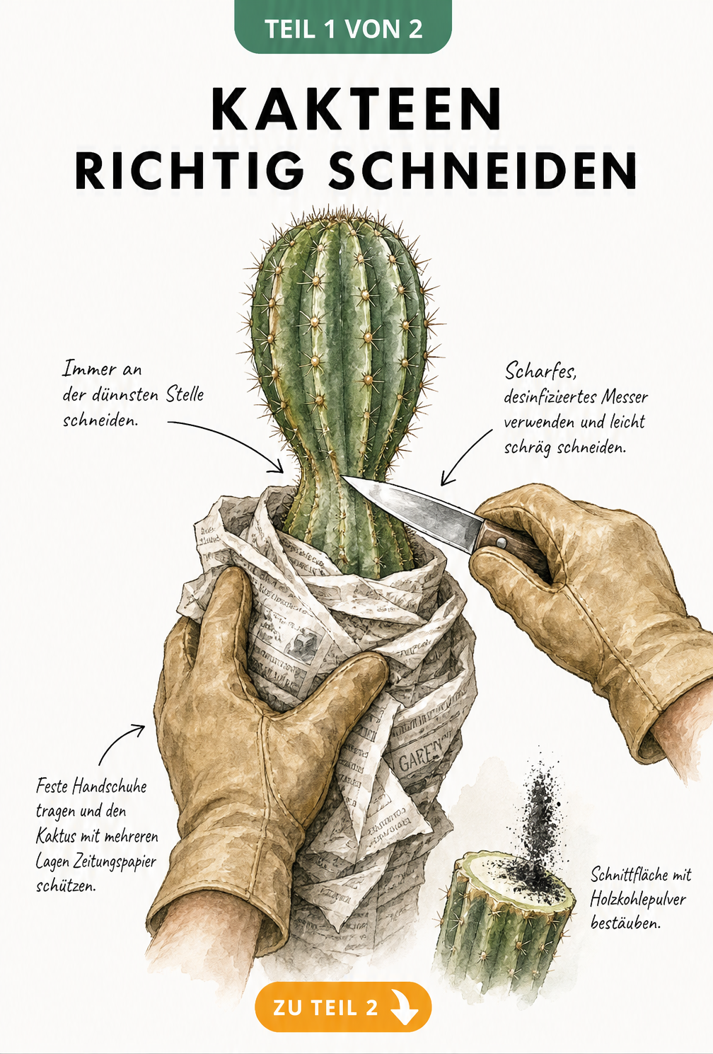 Illustration eines Säulenkaktus, der mit einem scharfen Messer an der dünnsten Stelle geschnitten wird, geschützt durch Zeitungspapier und Handschuhe.