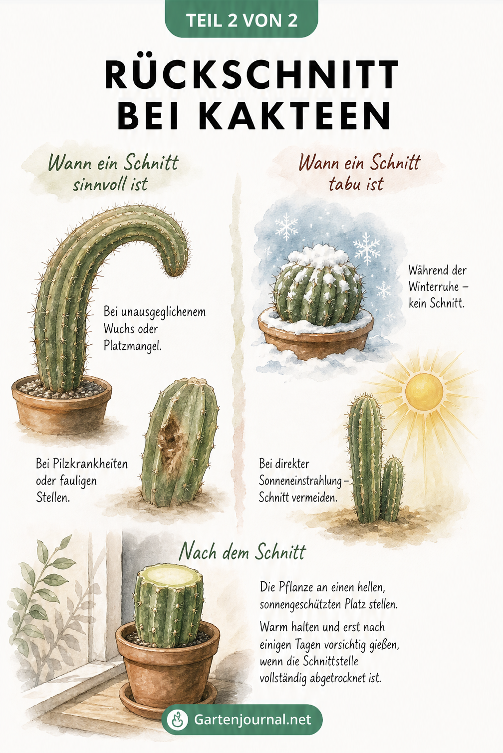 Aquarell-Grafik, die Gründe für einen Kaktus-Schnitt wie Platzmangel oder Pilzkrankheiten zeigt, sowie Situationen, in denen nicht geschnitten werden darf, wie...
