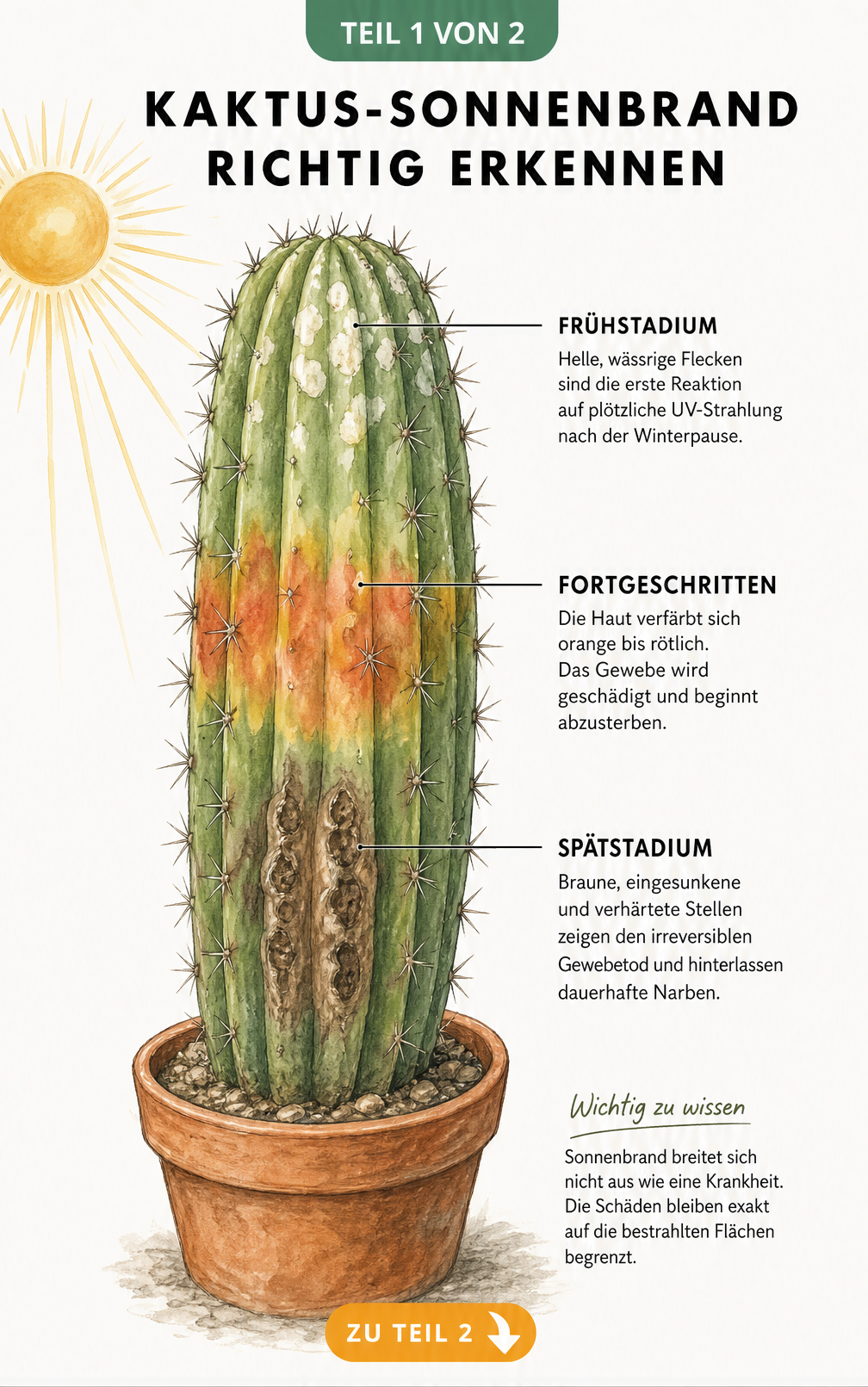 Botanische Illustration eines Säulenkaktus, die drei Stadien von Sonnenbrand zeigt: helle Flecken, flächige Verfärbungen und braune, verkorkte Stellen.