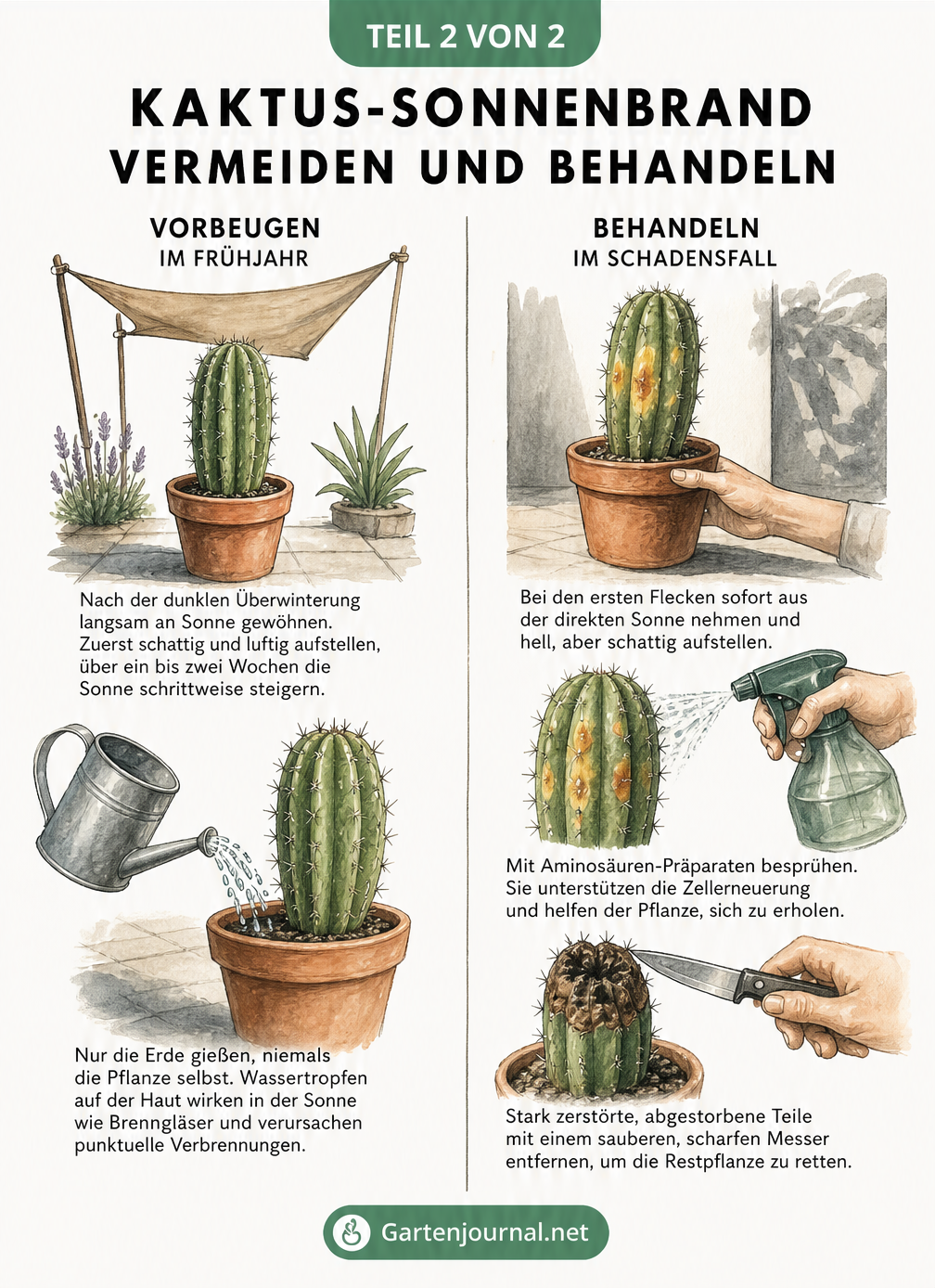 Illustration zur Vorbeugung und Behandlung von Kaktus-Sonnenbrand: Schrittweise Gewöhnung an die Sonne, richtiges Gießen ohne Wassertropfen auf der Pflanze,...