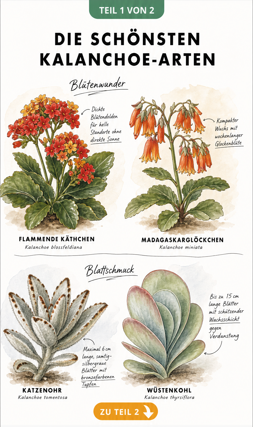 Botanische Illustration der Kalanchoe-Arten Flammendes Käthchen, Madagaskarglöckchen, Katzenohr und Wüstenkohl mit Blüten und Blättern