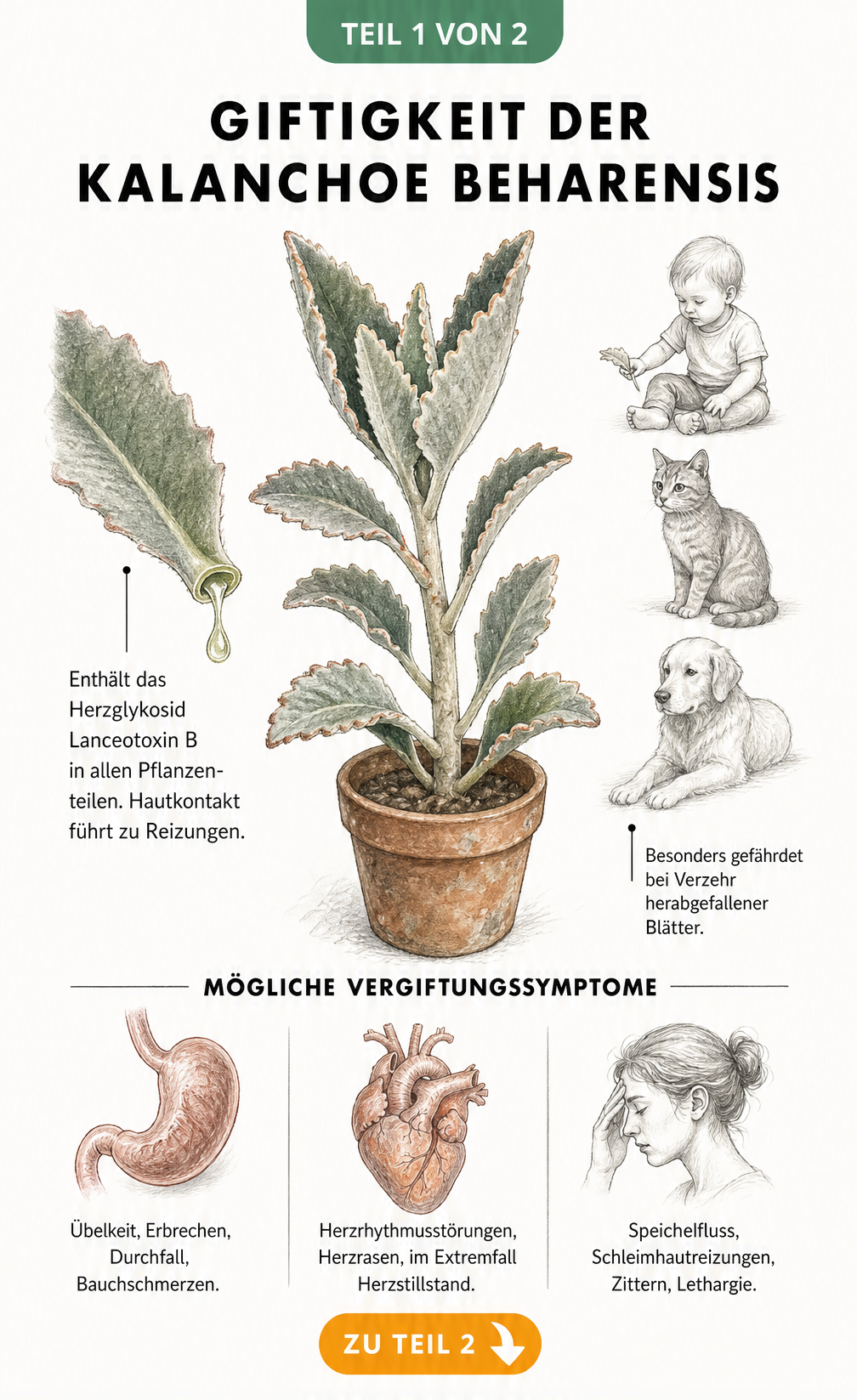 Botanische Illustration der Kalanchoe Beharensis mit Details zu Giftstoffen und Symptomen bei Mensch und Tier