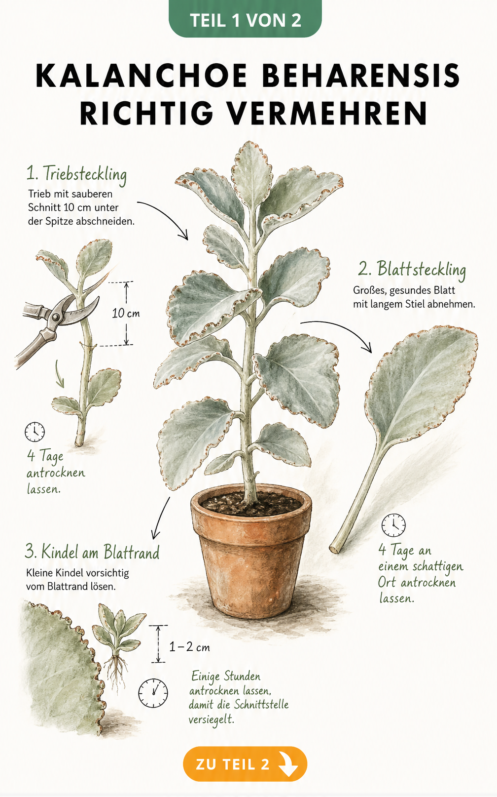 Illustration der Kalanchoe beharensis Vermehrung durch Triebstecklinge, Blattstecklinge und Kindel mit Maßangaben und Trocknungszeiten.