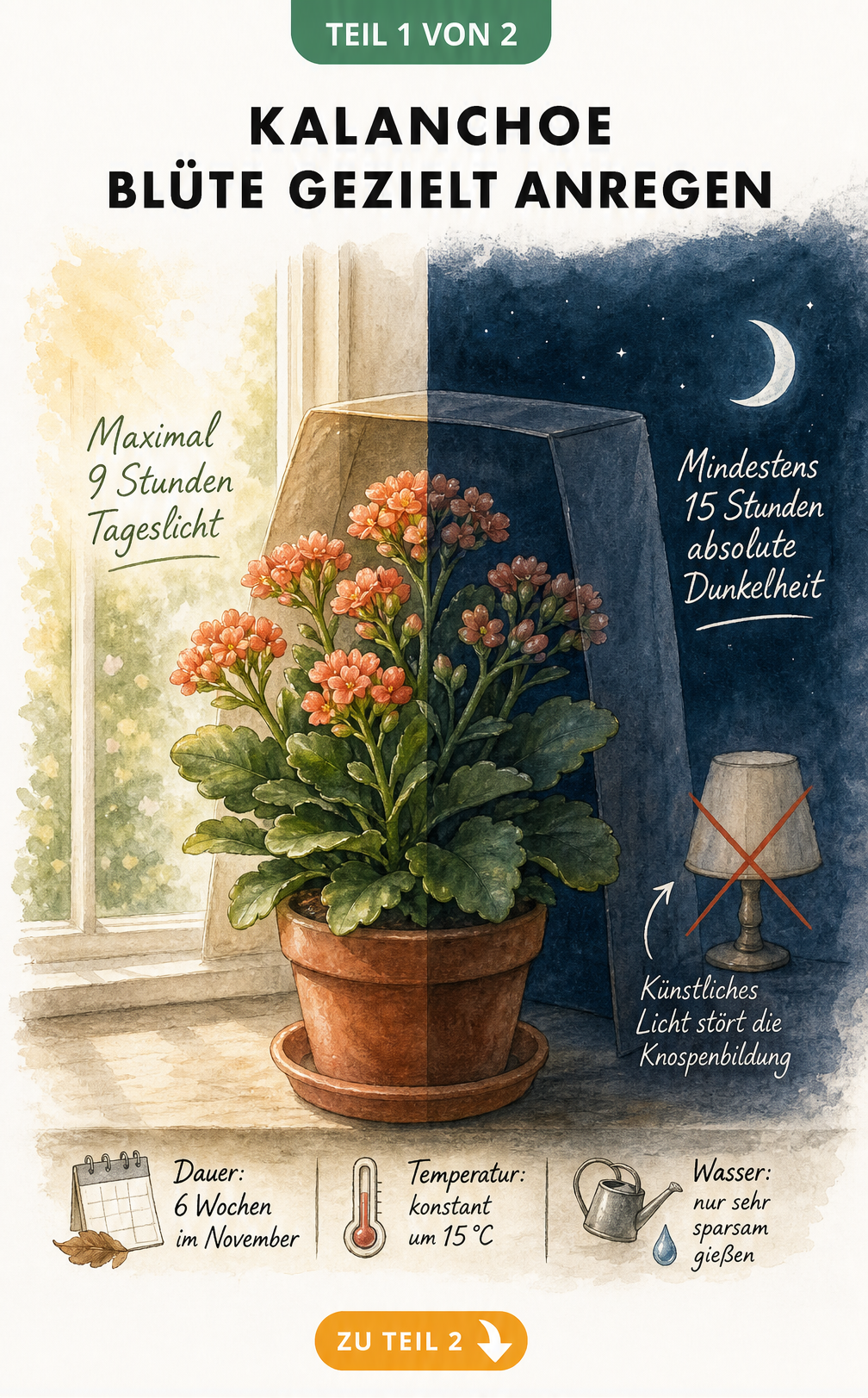 Illustration einer Kalanchoe, die den Unterschied zwischen Tageslicht und absoluter Dunkelheit für die Blütenbildung zeigt