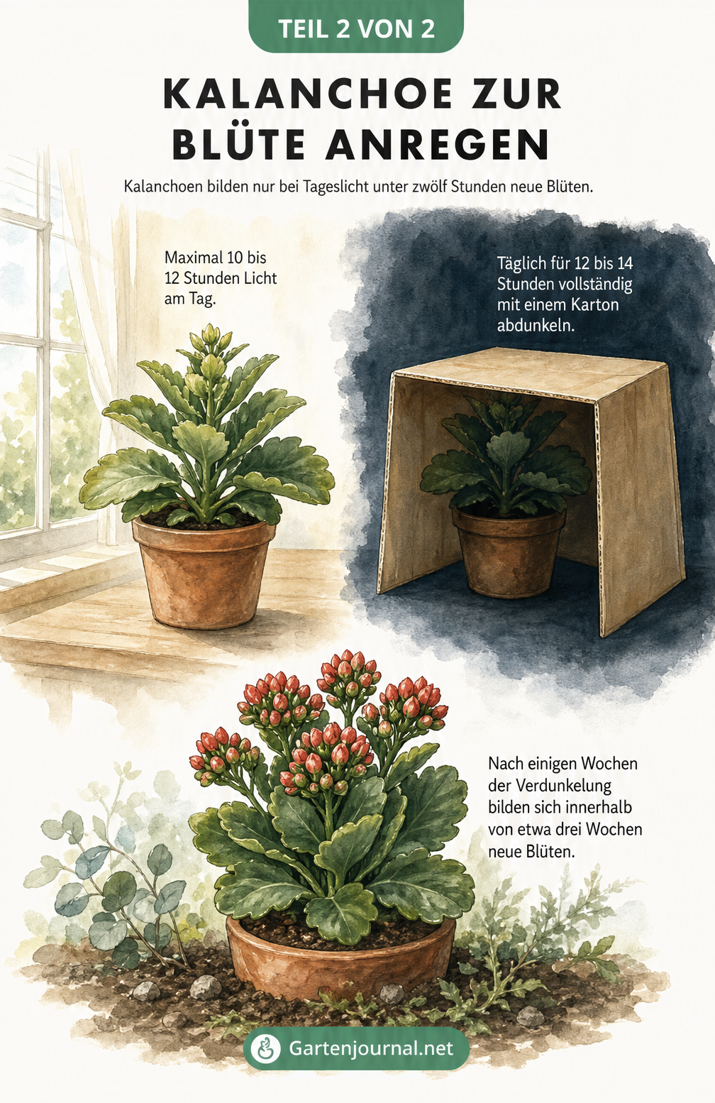 Illustration einer Kalanchoe, die mit einem Karton abgedunkelt wird, um neue Blüten zu bilden