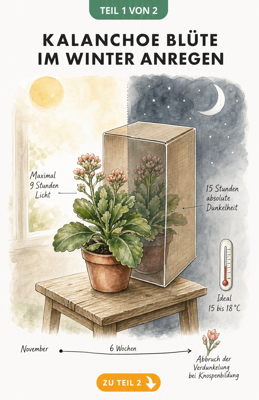 Illustration einer Kalanchoe, die in eine helle Tag-Seite und eine abgedunkelte Nacht-Seite unterteilt ist, um die Blüte im Winter anzuregen.