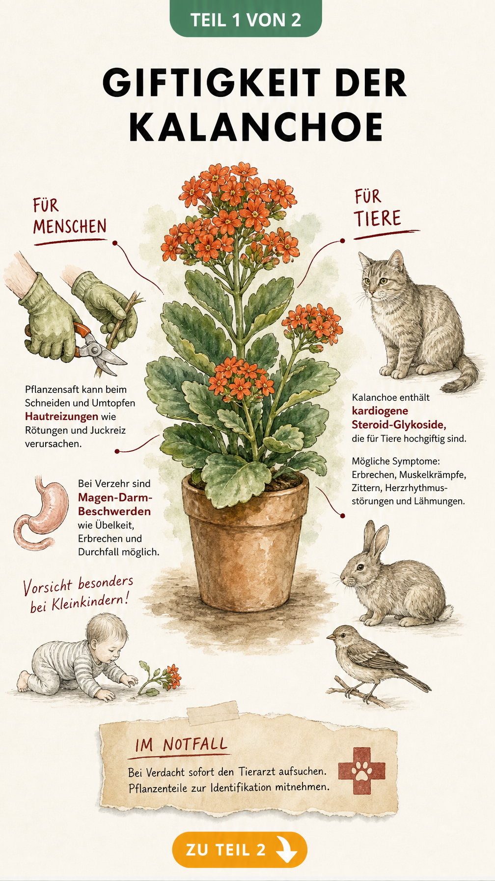Botanische Illustration der Kalanchoe mit Hinweisen zur Giftigkeit für Menschen und Tiere