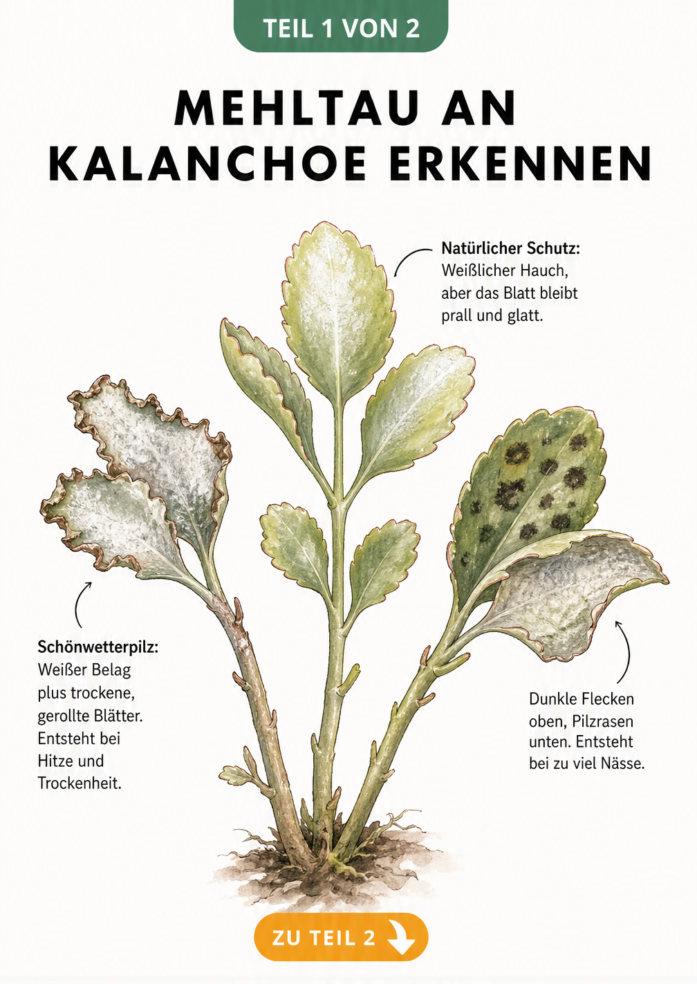 Botanische Illustration eines Kalanchoe-Triebs, der die Unterschiede zwischen Echtem und Falschem Mehltau sowie ein gesundes Blatt zeigt