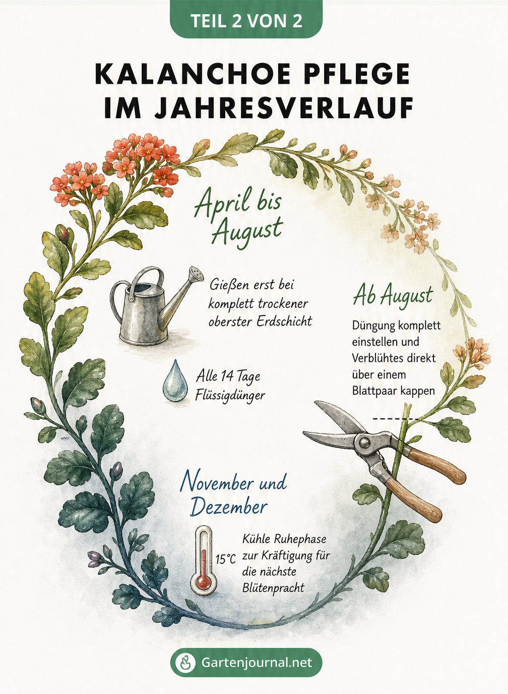 Jahreskreis zur Pflege der Kalanchoe mit Tipps zum Gießen, Düngen und Schneiden