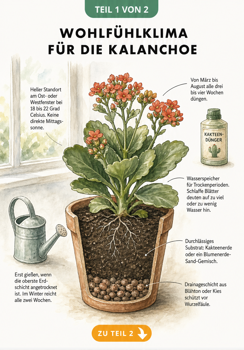 Botanische Illustration einer Kalanchoe im Querschnitt mit Pflegetipps zu Erde, Gießen und Standort