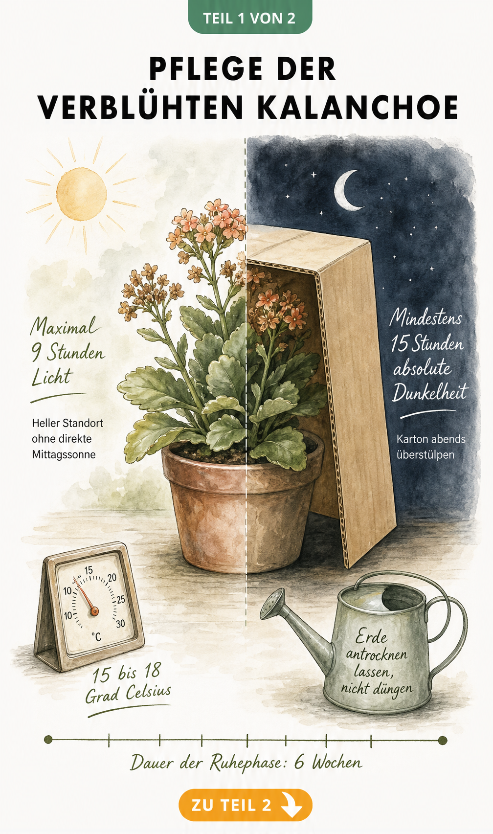 Illustration einer Kalanchoe im Topf, die den Tag-Nacht-Rhythmus mit 9 Stunden Licht und 15 Stunden Dunkelheit unter einem Karton zeigt