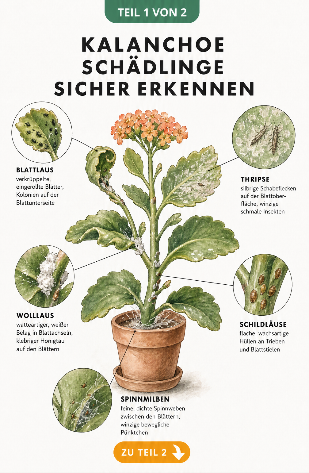 Botanische Illustration einer Kalanchoe mit Detailansichten von Blattläusen, Thripsen, Wollläusen, Schildläusen und Spinnmilben sowie deren Schadbildern.