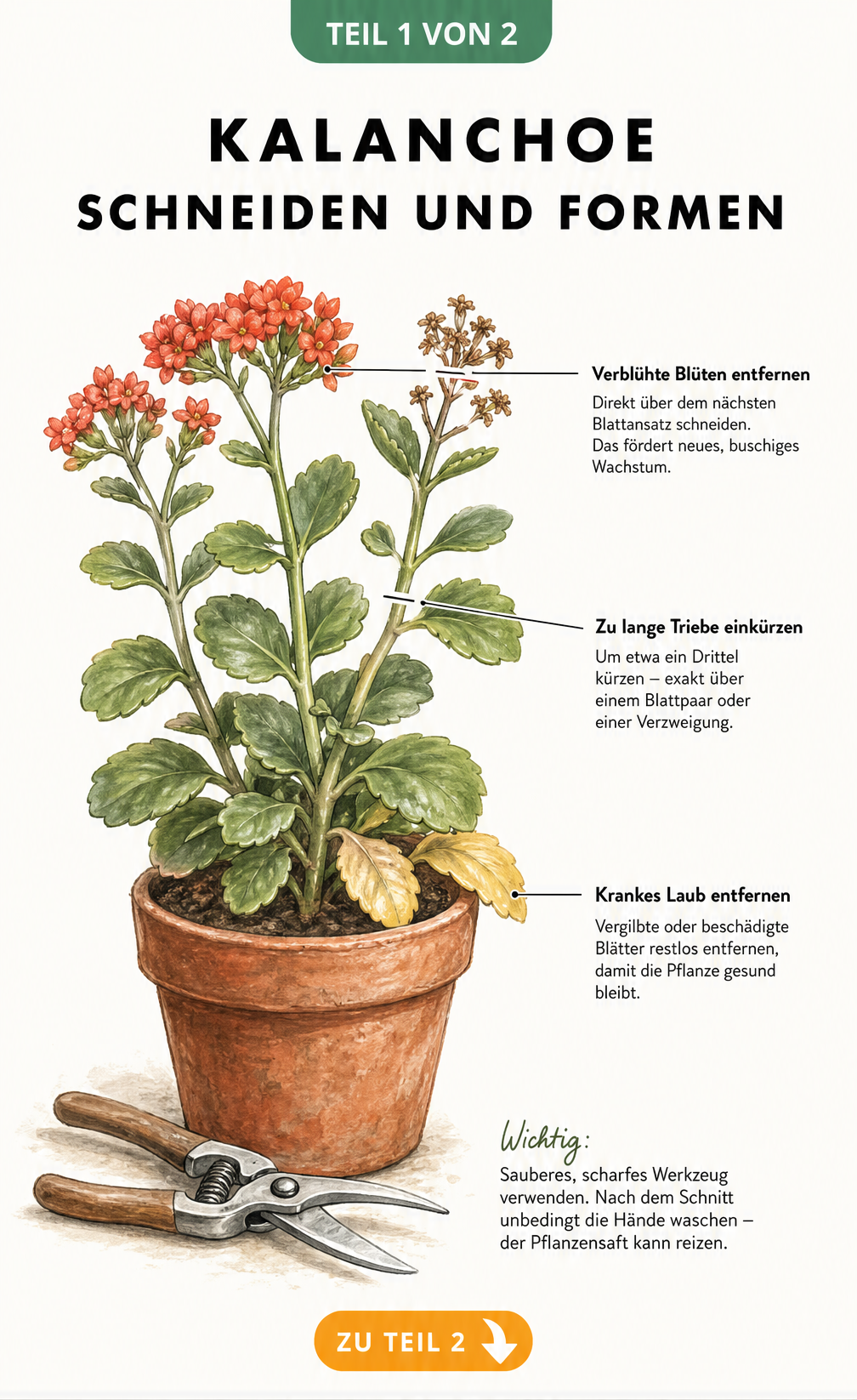 Botanische Illustration einer Kalanchoe im Terrakottatopf mit Markierungen zum richtigen Schneiden von Blüten, Trieben und kranken Blättern