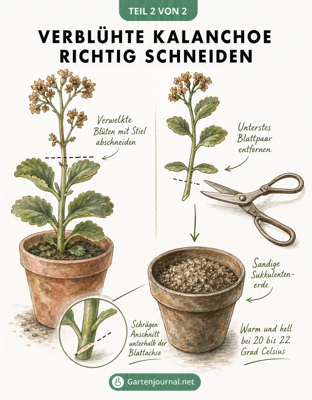 Botanische Zeichnung, die den Rückschnitt einer verblühten Kalanchoe und die Vorbereitung eines Stecklings für die Vermehrung zeigt