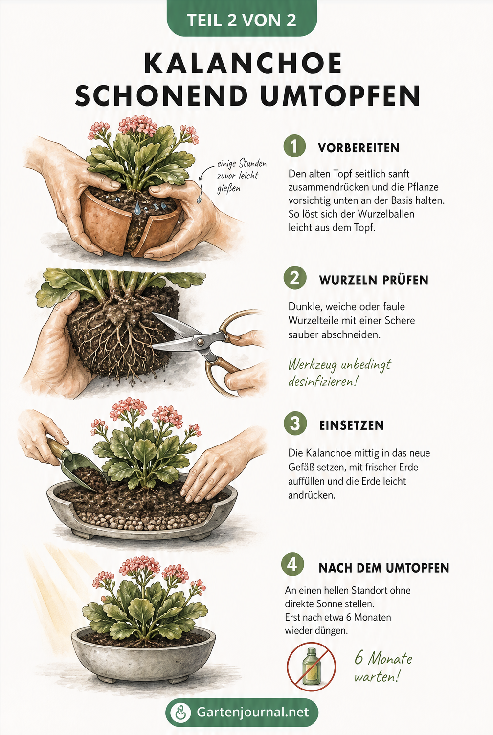 Vier Schritte zum schonenden Umtopfen einer Kalanchoe: Topf lösen, Wurzeln schneiden, einsetzen und pflegen