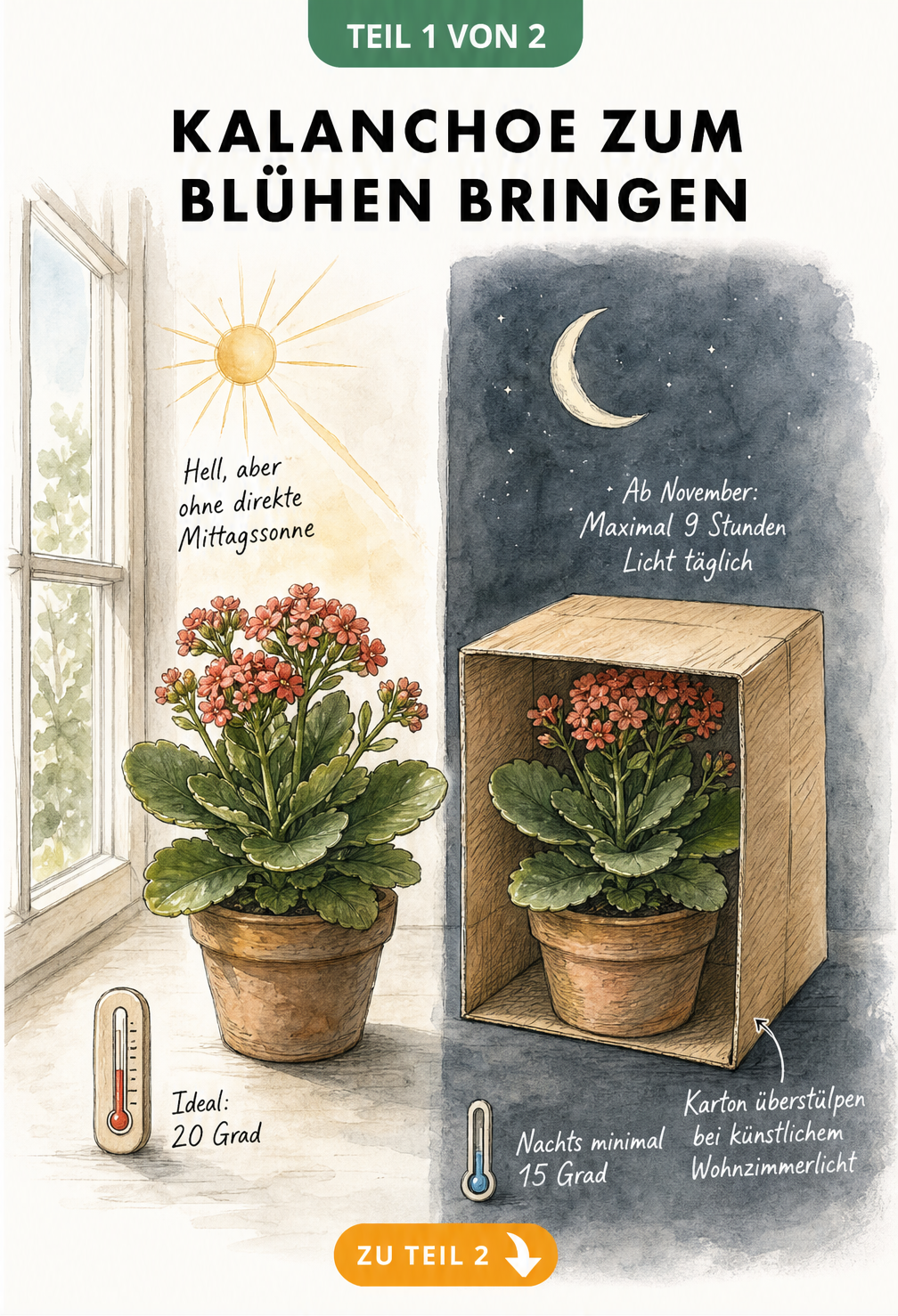 Illustration einer Kalanchoe im Wohnraum, die den idealen Standort und die Lichtreduktion ab November zeigt.