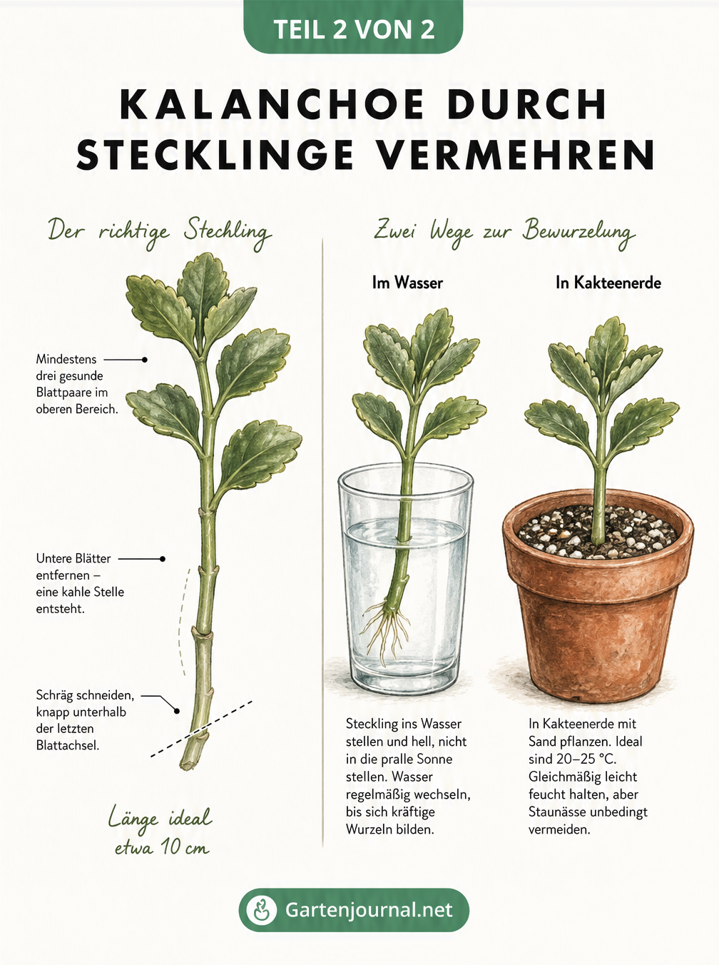 Zeichnung eines Kalanchoe-Stecklings und zwei Methoden zur Bewurzelung im Wasserglas und im Anzuchttopf