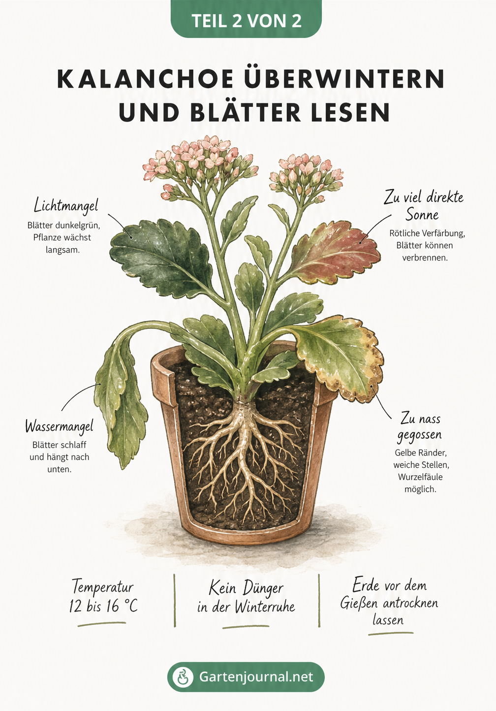 Botanische Illustration einer Kalanchoe im Querschnitt, die Pflegebedingungen im Winter und Symptome an den Blättern wie Wassermangel oder Lichtmangel zeigt.
