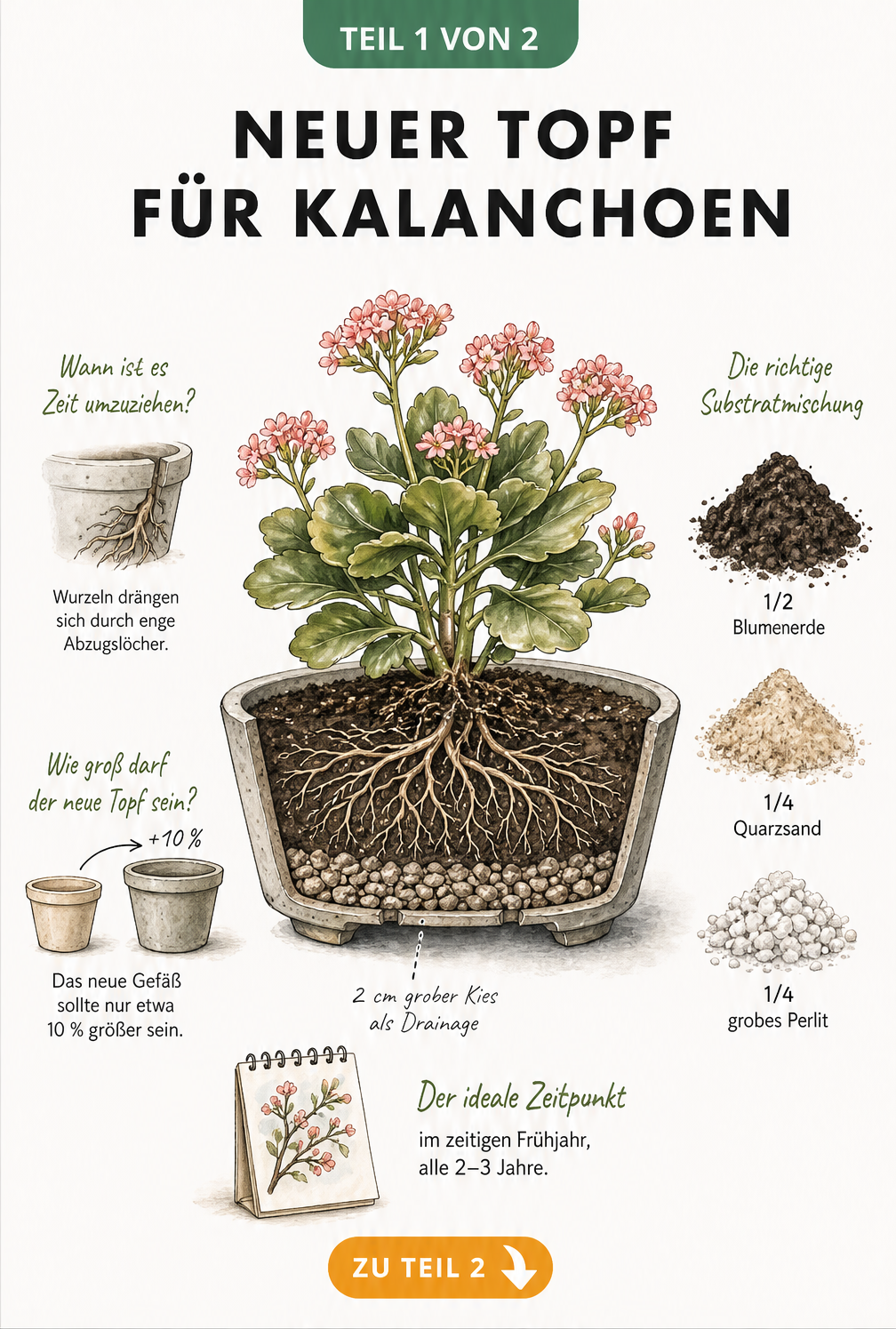 Querschnitt eines flachen Topfes mit Kalanchoe, Drainageschicht und Substratmischung