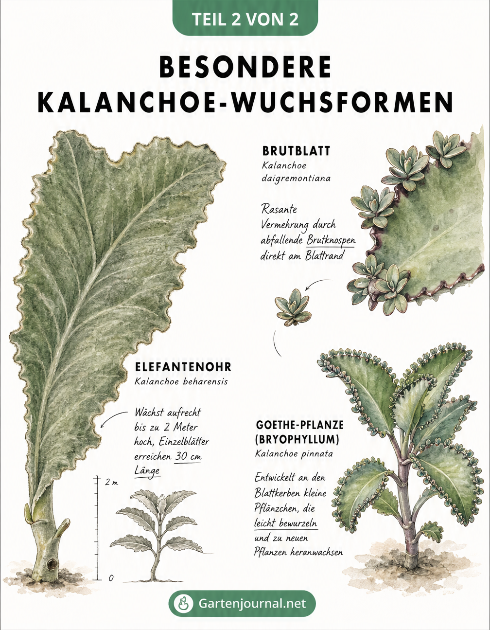 Skizzenhafte Darstellung besonderer Kalanchoe-Wuchsformen wie Elefantenohr, Brutblatt und Goethe-Pflanze mit Details zur Vermehrung