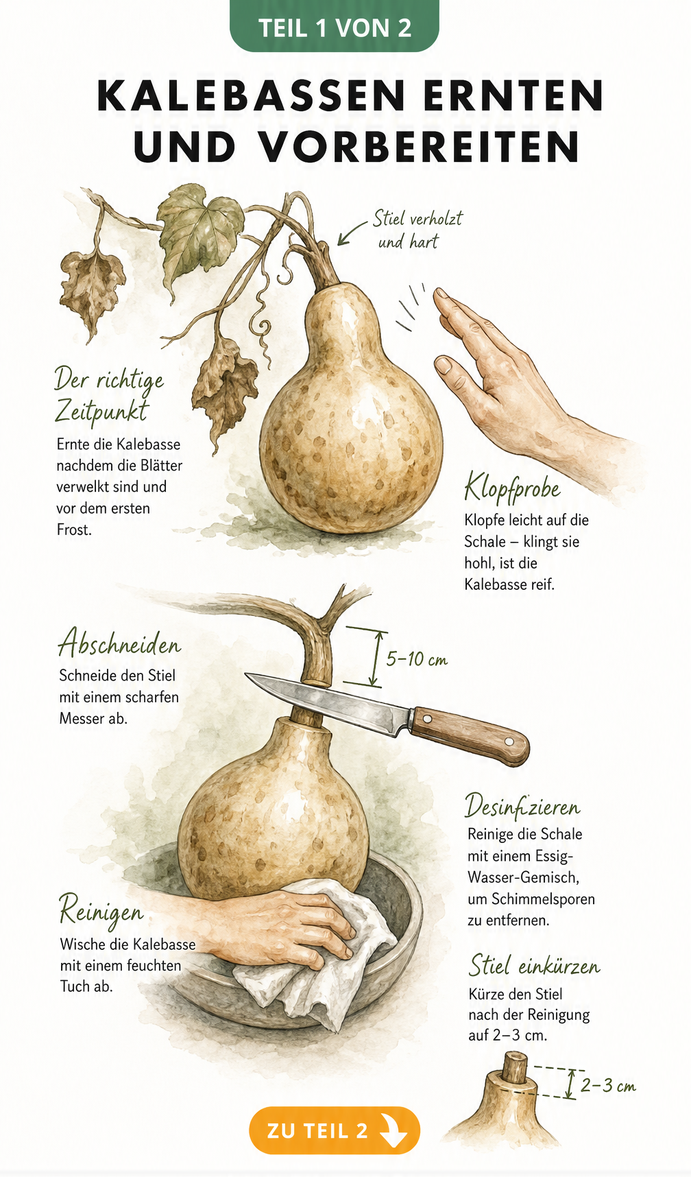 Illustration zur Ernte und Vorbereitung von Kalebassen mit Klopfprobe, Stielkürzung und Reinigung