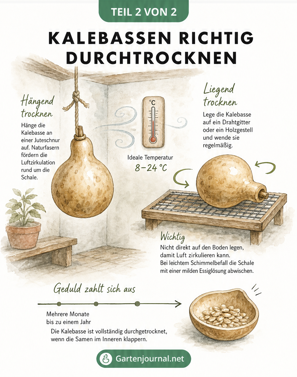 Illustration zu Trocknungsmethoden von Kalebassen durch Aufhängen oder Ablegen bei idealer Temperatur