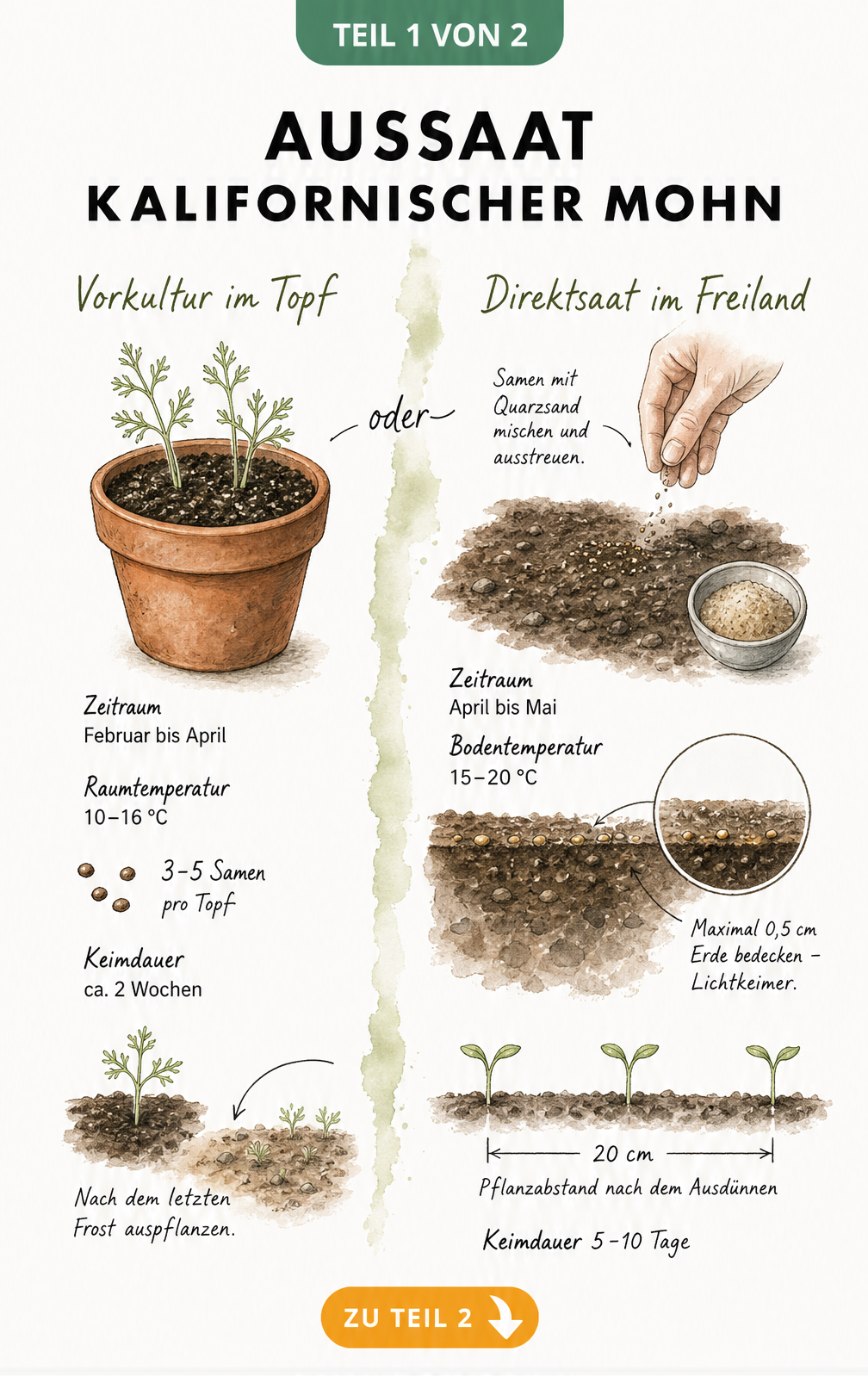 Illustration zur Aussaat von Kalifornischem Mohn mit Vorkultur im Topf und Direktsaat im Freiland