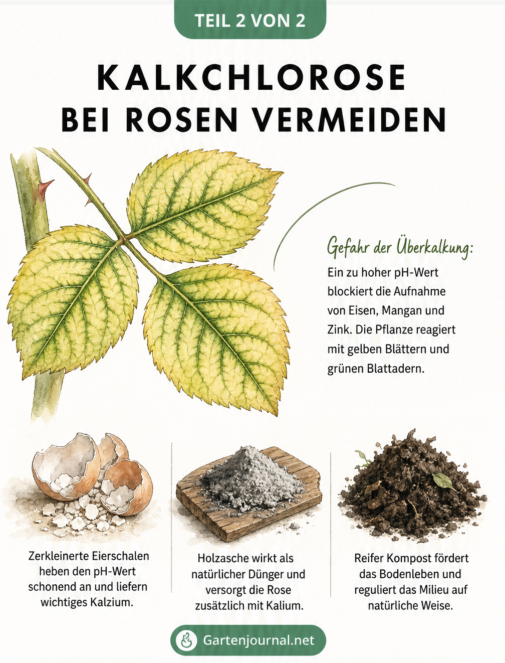 Aquarell-Zeichnung eines kranken Rosenblattes mit Kalkchlorose sowie Eierschalen, Holzasche und Kompost als Alternativen