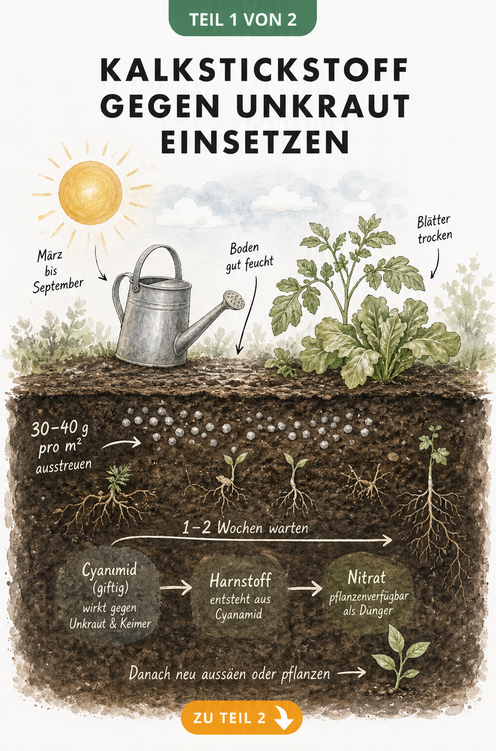 Illustration eines Gartenbeetes im Querschnitt, die den Wirkprozess von Kalkstickstoff gegen Unkraut im Boden zeigt.
