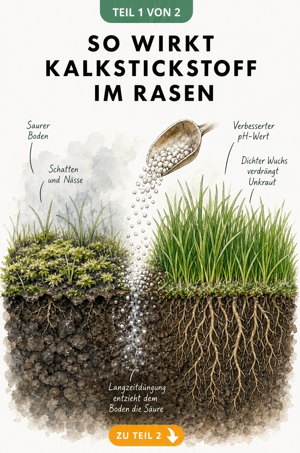 Botanische Querschnitts-Illustration eines Rasenstücks, die zeigt, wie Kalkstickstoff sauren Boden verbessert und Moos verdrängt.