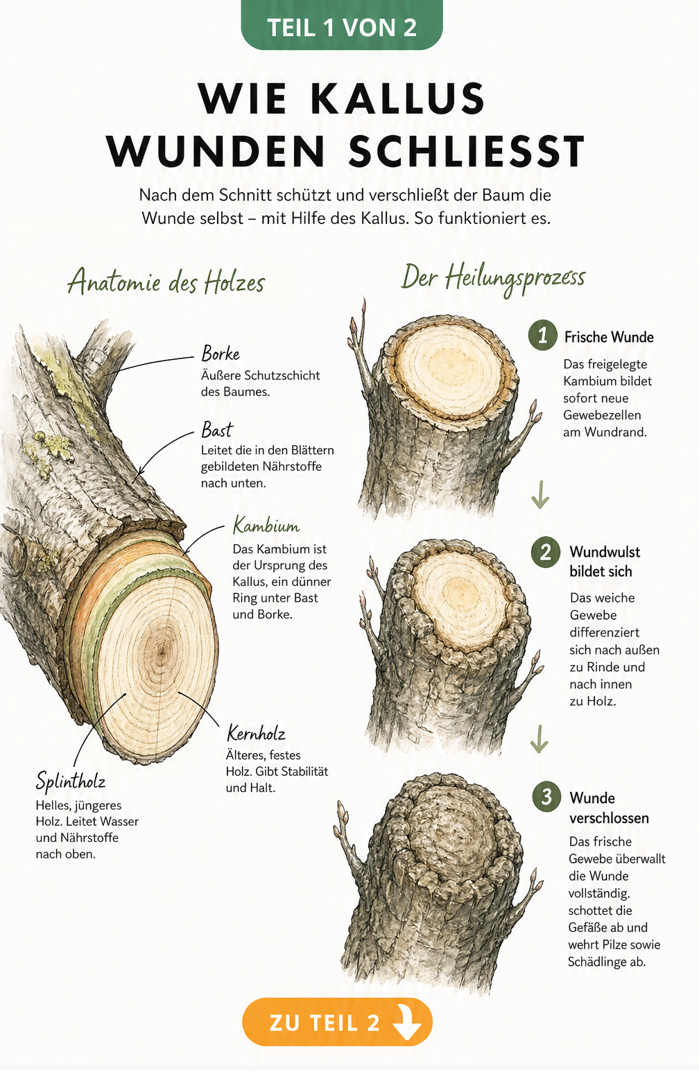 Botanische Illustration der Holzschichten und des Heilungsprozesses an einem Aststumpf durch Kallusbildung
