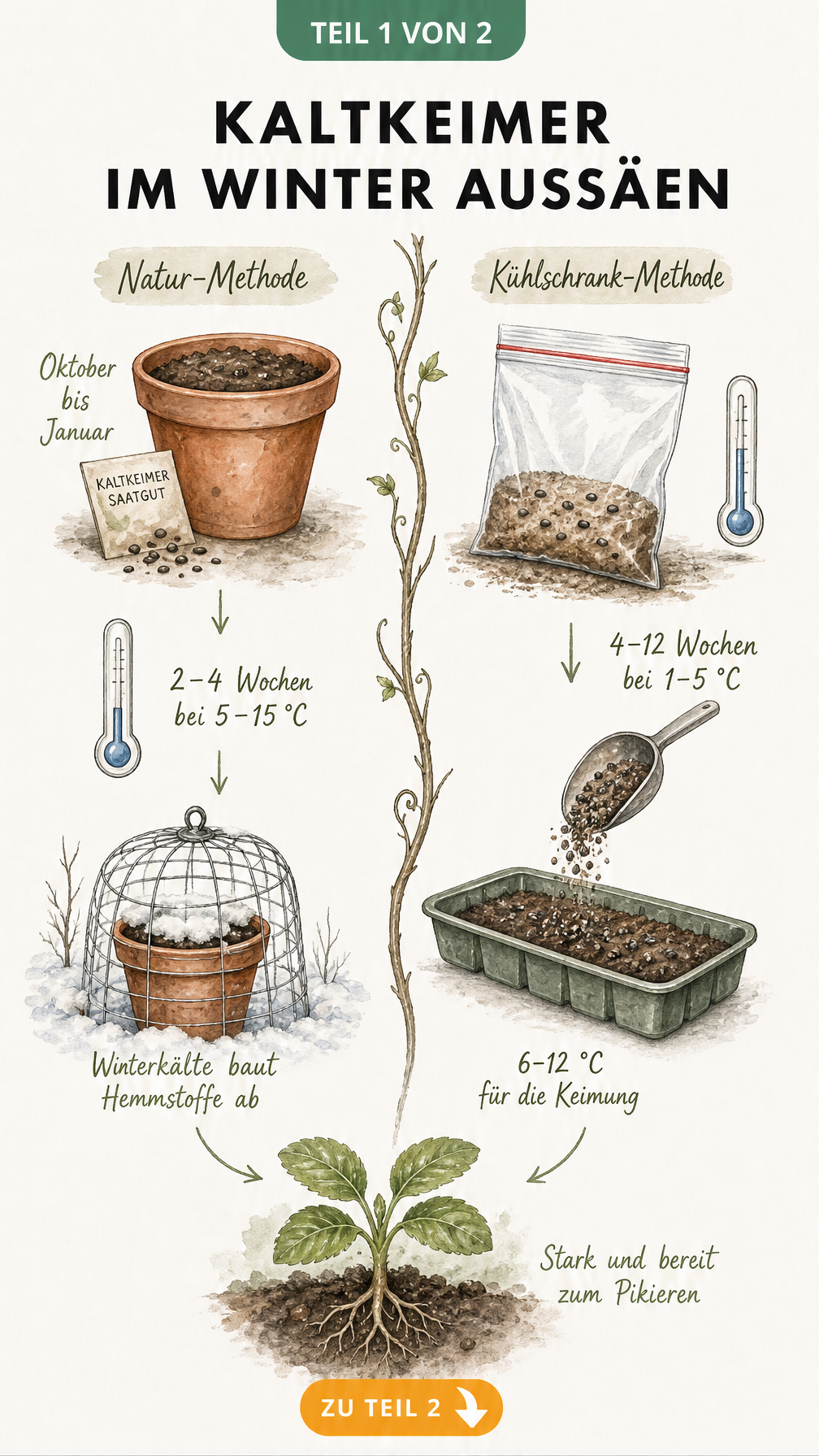 Botanische Skizze zur Aussaat von Kaltkeimern im Winter mit Natur- und Kühlschrank-Methode