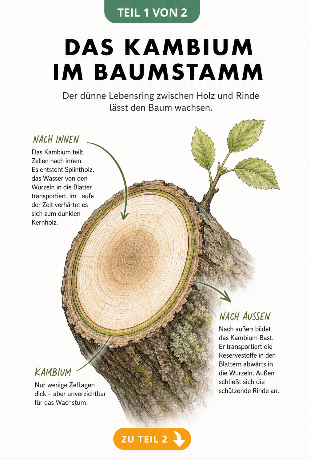 Botanische Illustration eines Astquerschnitts mit hervorgehobenem Kambiumring, Splintholz und Bastschicht