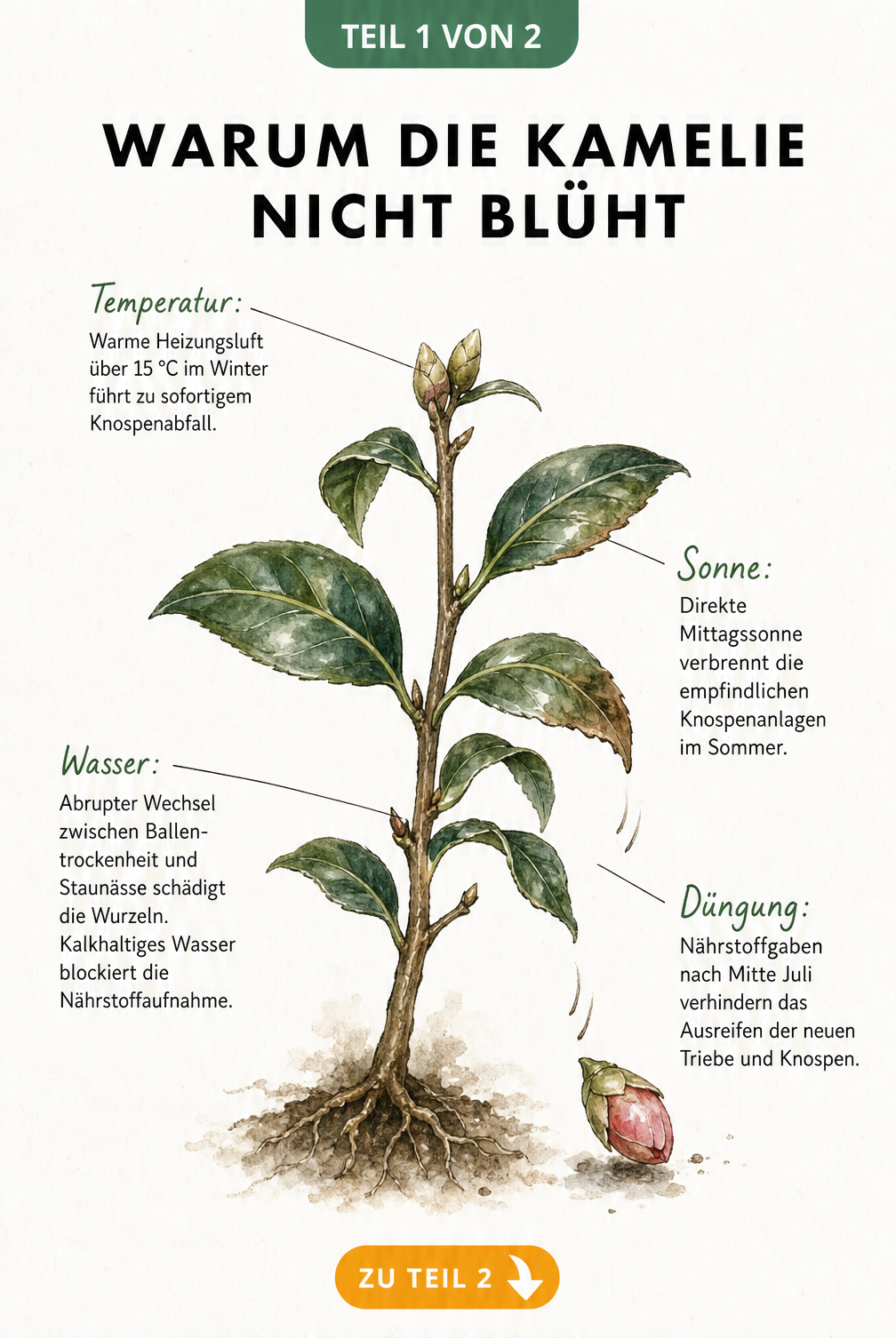 Botanische Illustration eines Kamelienzweigs, der eine ungeöffnete Knospe abwirft, mit Hinweisen zu Temperatur, Wasser, Sonne und Düngung