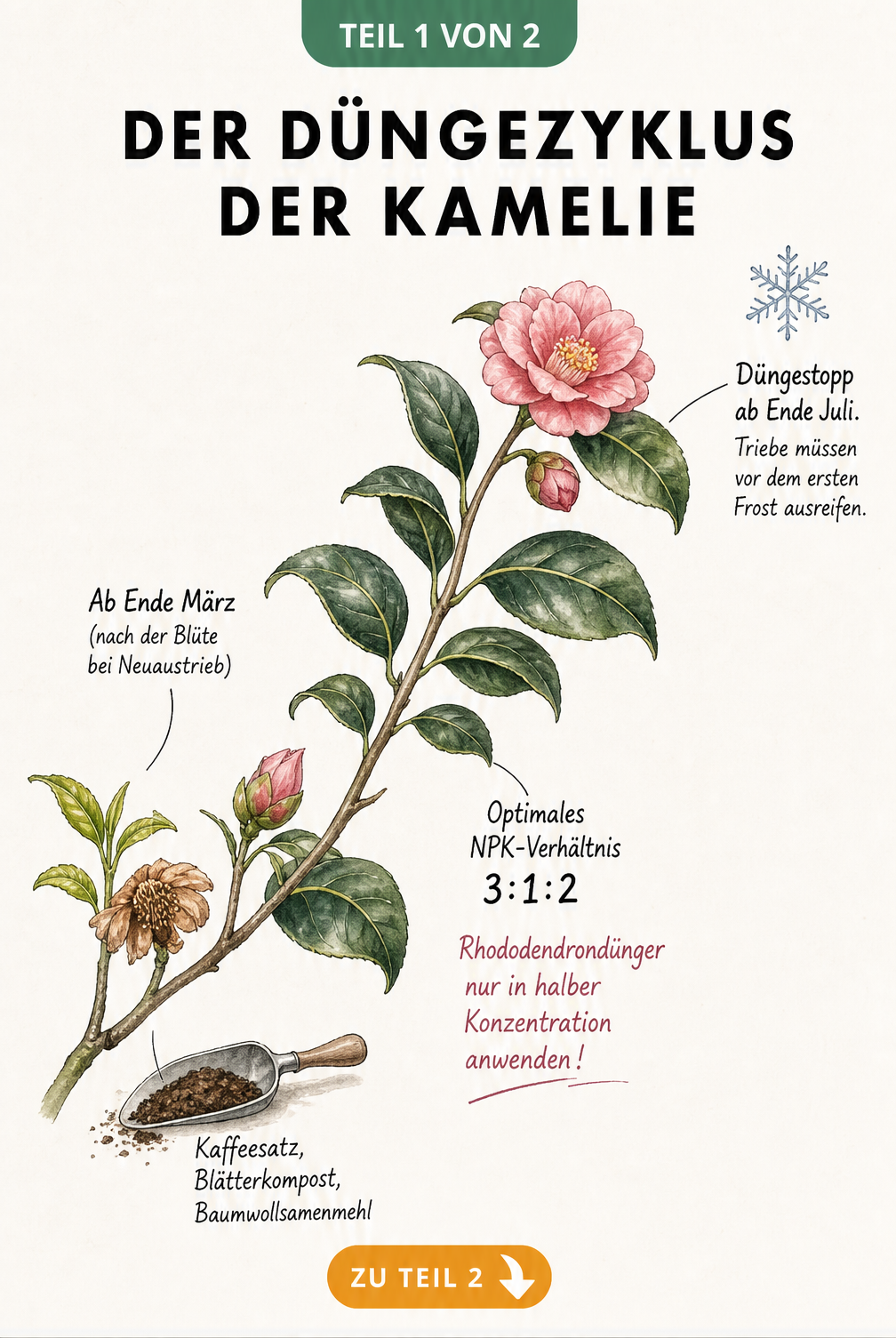 Botanische Illustration eines Kamelienzweigs, die den Düngezyklus vom Frühjahr bis zum Herbst zeigt.